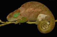 Hilleniusi Chameleon Lizard Madagascar Poster Print by Pete Oxford