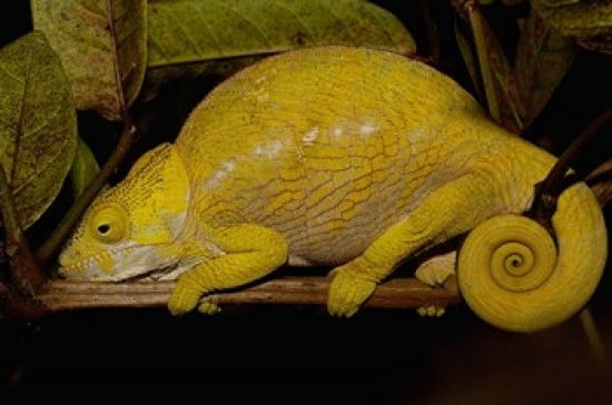 Globular Chameleon Poster Print by Pete Oxford featuring vibrant colors and intricate details.