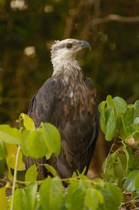Madagascar Fish Eagle Poster Print by Pete Oxford