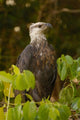 Madagascar Fish Eagle Poster Print by Pete Oxford