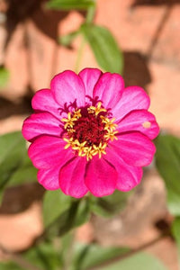Zinnia Flower Poster Print by Tananarive Aubert featuring vibrant floral colors.