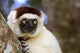 Male Verreaux's Sifaka Poster Print by Tananarive Aubert showcasing vibrant wildlife.