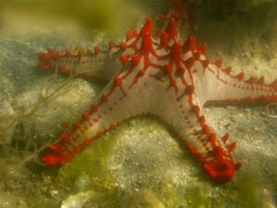 Red Knobbed Starfish Art Print by Tananarive Aubert, vibrant marine artwork