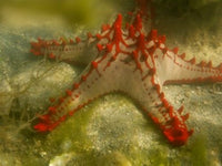 Red Knobbed Starfish Art Print by Tananarive Aubert, vibrant marine artwork