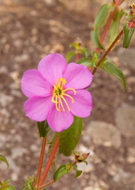 Mt. Mulanje Pink Flower Poster Print showcasing the vibrant flowers against the scenic mountain backdrop.