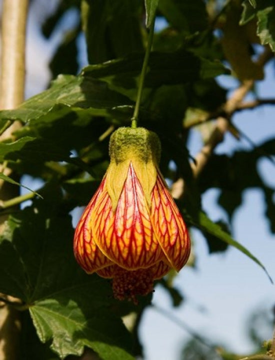 Vibrant Zomba Flower Poster Print at Zomba Mountain Lodge by Roy Schwarz