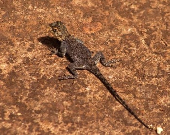 Malawi Zomba Brown Lizard Poster Print by Roy Schwarz, showcasing exotic wildlife.