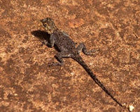 Malawi Zomba Brown Lizard Poster Print by Roy Schwarz, showcasing exotic wildlife.