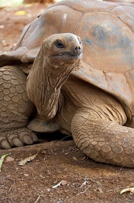 Seychelle Aldabran Land Tortoise Poster Print by Cindy Miller Hopkins