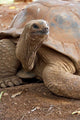 Seychelle Aldabran Land Tortoise Poster Print by Cindy Miller Hopkins