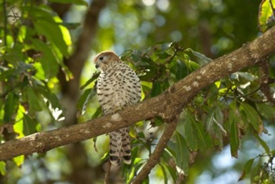 Mauritius Kestrel Bird Poster Print by Peter Skinner