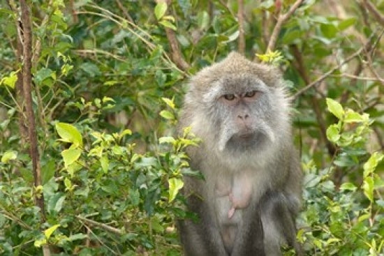 Mauritius Grand Bassin Macaque Monkey Poster Print featuring a serene scene of a monkey at a Hindu site.