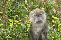 Mauritius Grand Bassin Macaque Monkey Poster Print featuring a serene scene of a monkey at a Hindu site.