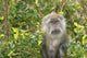 Mauritius Grand Bassin Macaque Monkey Poster Print featuring a serene scene of a monkey at a Hindu site.