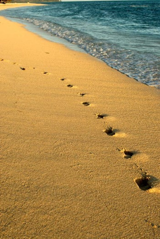 Footprints in the Sand poster print by Peter Skinner featuring serene Mauritius beach.