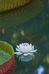 Water Lily Flowers Poster Print by Stuart Westmorland
