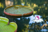 Victoria Amazonica Water Lily Flower Poster Print by Stuart Westmorland