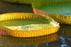 Victoria Amazonica water lily leaf poster print by Stuart Westmorland