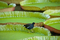 Bird on a Water Lily Leaf Poster Print by Stuart Westmorland featuring vibrant colors and intricate details.