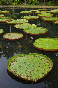 Giant Water Lily flowers poster print by Walter Bibikow