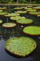 Giant Water Lily flowers poster print by Walter Bibikow