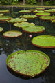Mauritius Botanical Garden Giant Water Lily Flowers Poster Print by Walter Bibikow