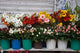 Flower Market, Port Louis, Mauritius Poster Print by Walter Bibikow showcasing vibrant flowers and local culture.