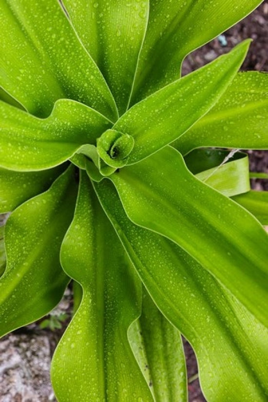 Close-up shot of dewdrops on plant leaves from Ibo Island, Morocco.