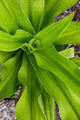 Close-up shot of dewdrops on plant leaves from Ibo Island, Morocco.