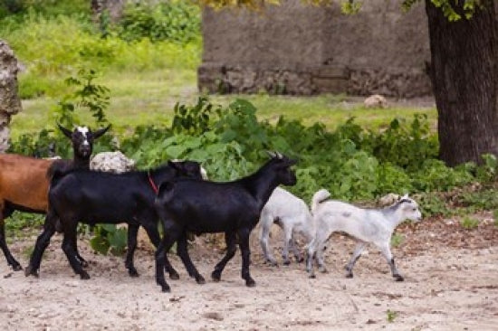 Goats running down a path in Ibo Island, Mozambique poster print.