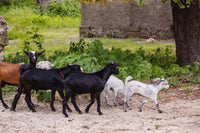 Goats running down a path in Ibo Island, Mozambique poster print.