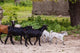 Goats running down a path in Ibo Island, Mozambique poster print.