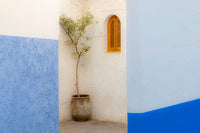 Asilah Potted Tree and Painted Walls Poster Print