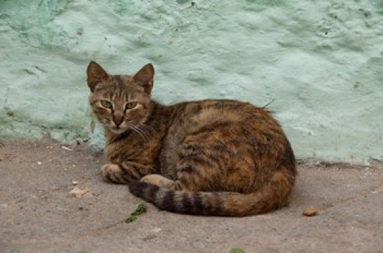 Morocco Tetouan Alley Cat Poster Print by Cindy Miller Hopkins