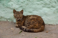 Morocco Tetouan Alley Cat Poster Print by Cindy Miller Hopkins