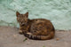 Morocco Tetouan Alley Cat Poster Print by Cindy Miller Hopkins