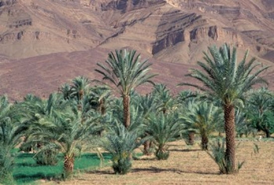 Palmery Below Mountains Poster Print by John & Lisa Merrill showcasing lush palms and majestic mountains.