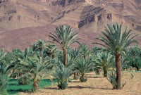 Palmery Below Mountains Poster Print by John & Lisa Merrill showcasing lush palms and majestic mountains.