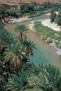 Lush Palms along the Oued Ziz River in Morocco Poster Print