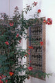 Courtyard with Zellij art print featuring intricate Moroccan tile work.