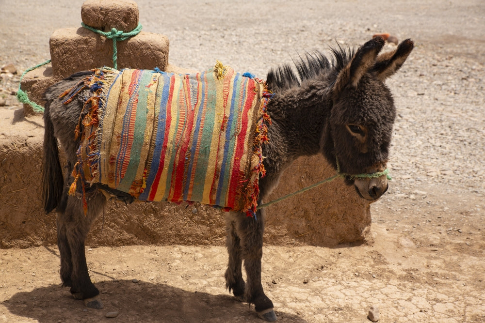 Skoura Palmeraie Morocco Donkey Poster Print by Jolly Sienda