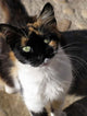 Local Cat Art Print by Michele Molinari showcasing a charming Moroccan scene.