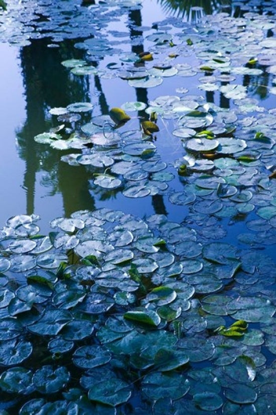 Villa Pond and Museum of Islamic Art Fine Art Print by Walter Bibikow