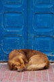 Sleeping Dog in Essaouira, Morocco Poster Print by William Sutton