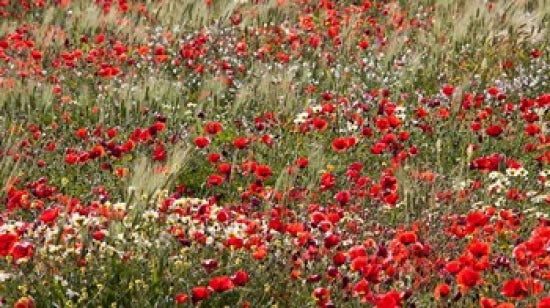 Poppy Wildflowers in Southern Morocco Poster Print by William Sutton