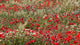 Poppy Wildflowers in Southern Morocco Poster Print by William Sutton