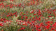 Poppy Wildflowers in Southern Morocco Poster Print by William Sutton