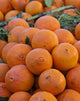 Oranges for Sale in Fes Market Morocco Poster Print by William Sutton