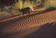 Leopard on Sand Dunes Fine Art Print by Art Wolfe