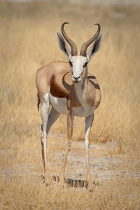 Standing springbok in Etosha National Park, Namibia - Poster Print